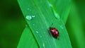 Ladybird walking on a green grass leaf and expel feces.