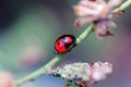 Ladybird walking on stem of compositae plant Royalty Free Stock Photo