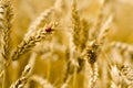 Ladybird on a wheat spike