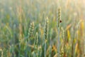 Ladybird on wheat spike Royalty Free Stock Photo