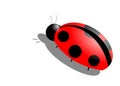 Ladybird on a white background