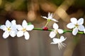 A ladybird among the white blosoom Royalty Free Stock Photo