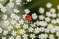 Ladybird on a white flower Royalty Free Stock Photo