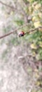 ladybird in wild