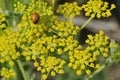 Ladybird on Wild Parsnip