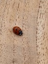 One ladybird travelling across wood Royalty Free Stock Photo