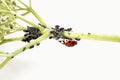 Ladybirdr (Coccinellidae) and aphids (Sternorrhyncha) on elderflower stem (Sambucus nigra)