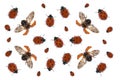 Ladybirds Royalty Free Stock Photo
