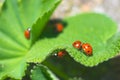 Ladybirds Royalty Free Stock Photo