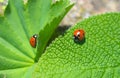 Ladybirds Royalty Free Stock Photo