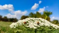 Ladybird on carrot flower with blue sky Royalty Free Stock Photo