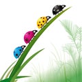 Ladybirds color printing Royalty Free Stock Photo