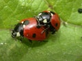 Ladybirds In Cop 01