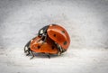 2 ladybirds copulate with each other in spring on a white background Royalty Free Stock Photo