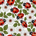 Ladybirds and flowers pattern Royalty Free Stock Photo