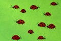 Ladybirds on green background