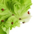 Ladybirds on a green leaf Royalty Free Stock Photo