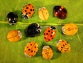 Ladybirds on green leaf