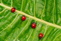 Ladybirds on the green leaf after rain Royalty Free Stock Photo