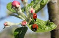 Ladybirds Royalty Free Stock Photo