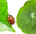 Ladybirds on leaf Royalty Free Stock Photo