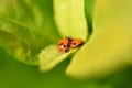 Ladybirds on a leaf macro Royalty Free Stock Photo