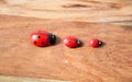 Ladybirds made of wood Royalty Free Stock Photo