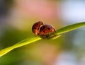 Ladybirds are mating Royalty Free Stock Photo