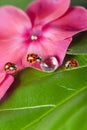 Ladybirds between water drops