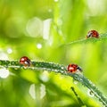 Ladybirds between water drops Royalty Free Stock Photo