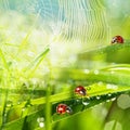 Ladybirds between water drops