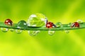 Ladybirds between water drops Royalty Free Stock Photo