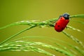 Ladybug Royalty Free Stock Photo