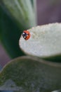 Ladybug