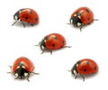 Ladybug Royalty Free Stock Photo