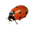 Ladybug