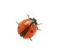 Ladybug Royalty Free Stock Photo