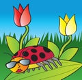 Ladybug Royalty Free Stock Photo