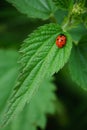 Ladybug. Royalty Free Stock Photo
