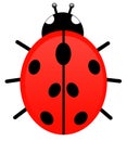 Ladybug