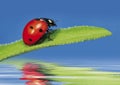 Ladybug 2 Royalty Free Stock Photo
