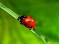 Ladybug Royalty Free Stock Photo