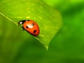 Ladybug Royalty Free Stock Photo