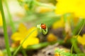 Ladybug Royalty Free Stock Photo