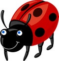 Ladybug