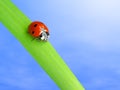 Ladybug Royalty Free Stock Photo