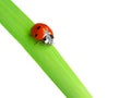Ladybug Royalty Free Stock Photo