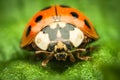 Extreme magnification of a Ladybug standing on a green leaf