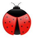 Ladybug