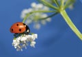 Ladybug 5 Royalty Free Stock Photo